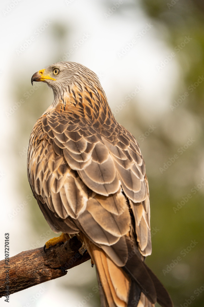 Fototapeta premium Red kite (Milvus milvus) photographed in Spain
