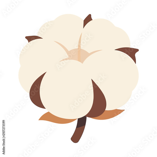 Tableau sur toile Isolated fluffy cotton plant boll with sepals and stem on white background, natu