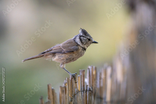 Canvastavla Crested tit (Lophophanes cristatus) photographed in Spain