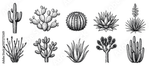 Desert plant icons set. Arid flora and succulent concept. Includes saguaro cactus, prickly pear, barrel cactus, agave, yucca, ocotillo, cholla, aloe vera. Hand-drawn engraving style