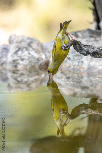 Bild auf Leinwand European Greenfinch (Chloris chloris) photographed in Spain