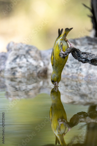 Foto European Greenfinch (Chloris chloris) photographed in Spain