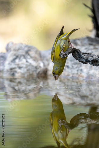 Foto European Greenfinch (Chloris chloris) photographed in Spain