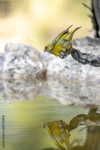 European Greenfinch (Chloris chloris) photographed in Spain