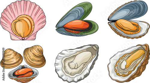 Canvastavla Seafood shells flat vector illustration set