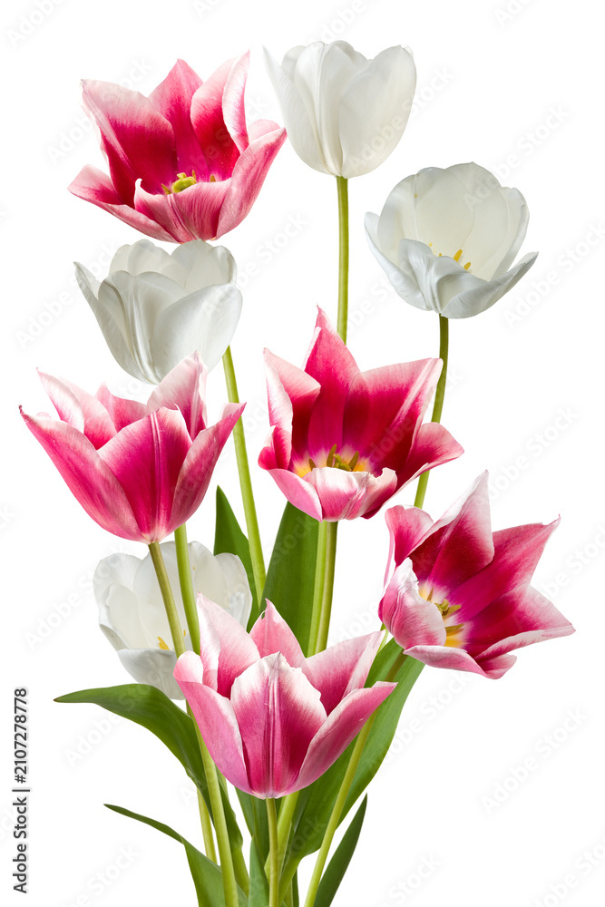 Obraz premium Colorful tulips and white flowers arranged in a bunch on a plain background isolated on transparent background, PNG file
