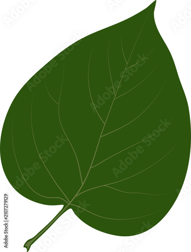 A simple heart-shaped leaf. Syringa, the lilac.