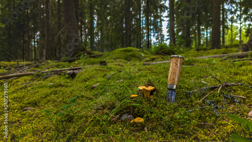 Wild golden chanterelle mushrooms on mossy forest floor with handcrafted outdoor knife