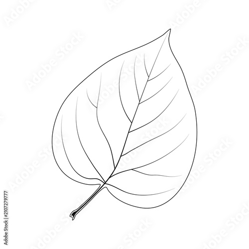 A simple heart-shaped leaf. Syringa.