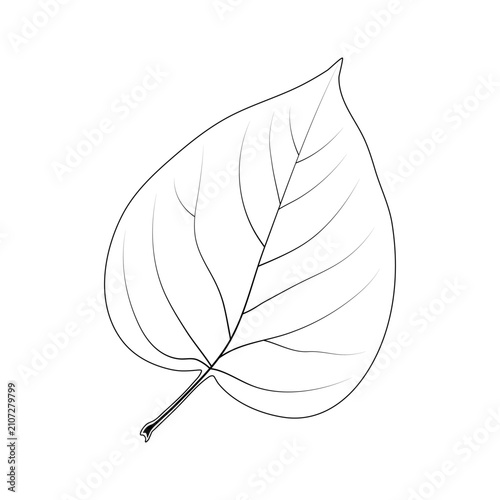 A simple heart-shaped leaf. Syringa vulgaris, the lilac.