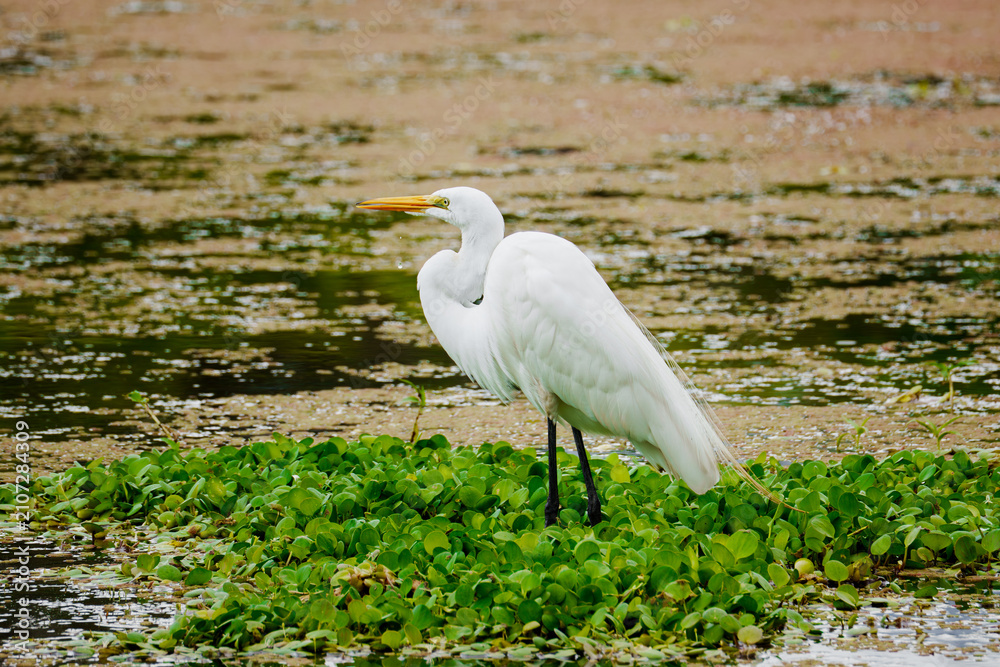 Obraz premium Great egret standing on green foliage in wetland