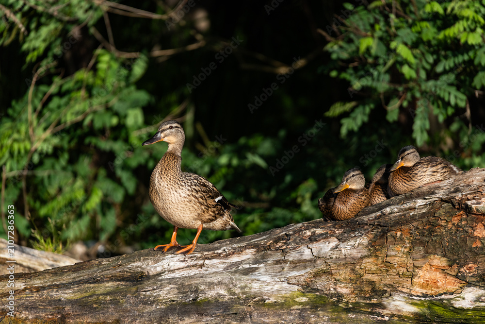 Fototapeta premium small wild ducklings sitting on a branch