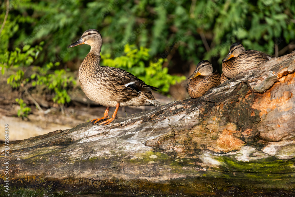 Fototapeta premium small wild ducklings sitting on a branch