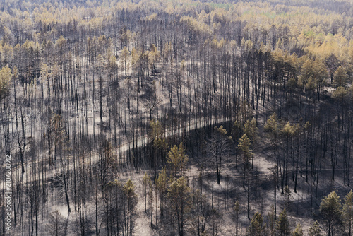 Quadro su tela Wide view of a burned forest with charred trees after a wildfire.