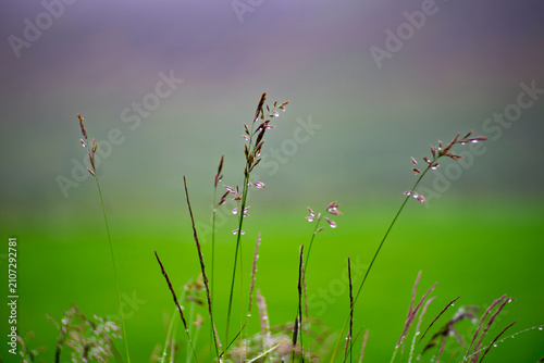 Dew Drops on Wild Grass Against a Soft Green Background