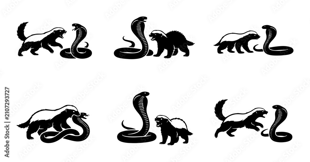 Obraz premium 70 Honey Badger vs Cobra Confrontation Icons, Wildlife Animal Fight Vector Set, Aggressive Nature Battle Illustrations, Black and White Graphic Elements 100