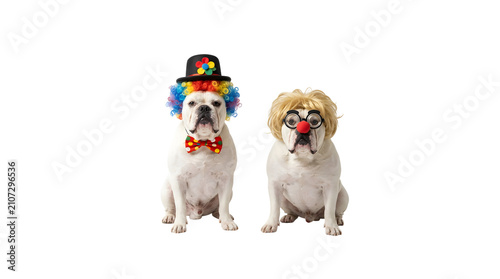 Two bulldogs dressed as clowns for party