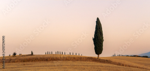 Obraz na płótnie A solitary cypress tree stands prominently in the foreground of a vast golden field