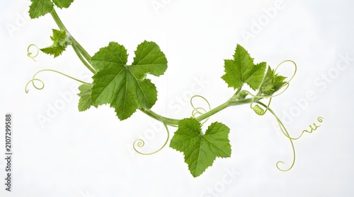 A vibrant green cucumber or pumpkin vine featuring delicate, curling tendrils and serrated, heart-shaped leaves, captured against a clean, bright, and minimalist white background studio setting.