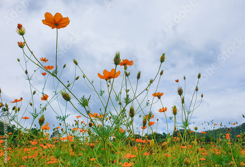 Orange cosmos wildflowers against dramatic cloudy sky, low angle spring flower meadow landscape.