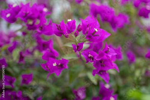 Bild auf Leinwand Vibrant purple bougainvillea bracts in full bloom with tiny white flowers and soft natural bokeh