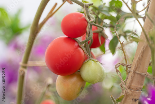 Принти на полотні Cluster of ripening tomatoes growing on the vine with red, green and turning fruits