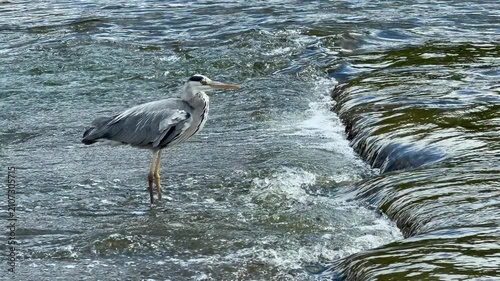 Heron hunting under the raft on the Berounka River, Czech Republic