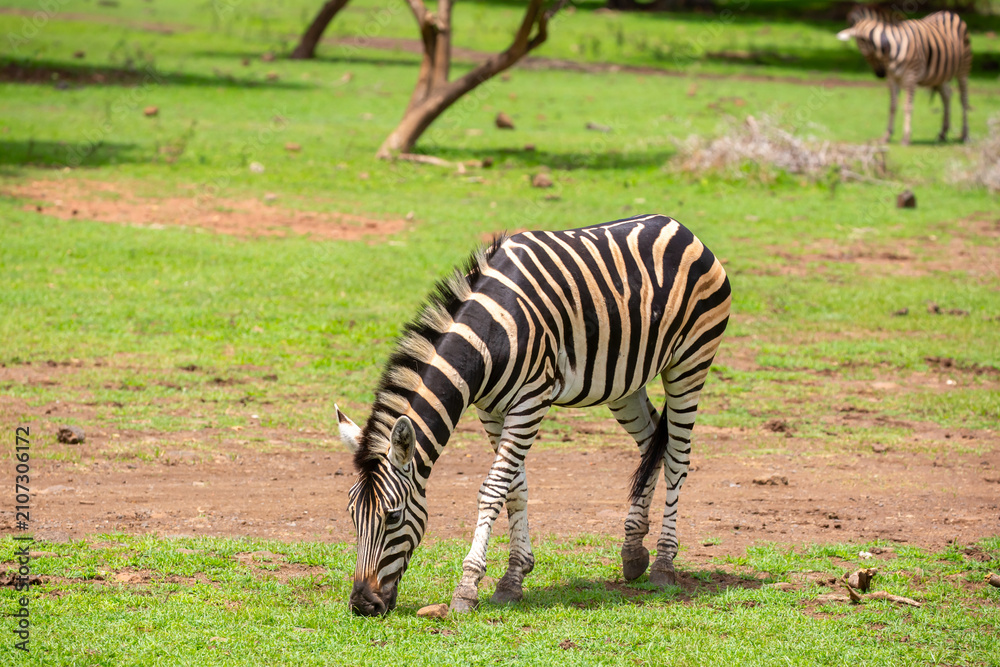 Obraz premium Zebras walking in a green meadow and eating grass. African zebras in the savannah. Wild animals in their natural habitat.