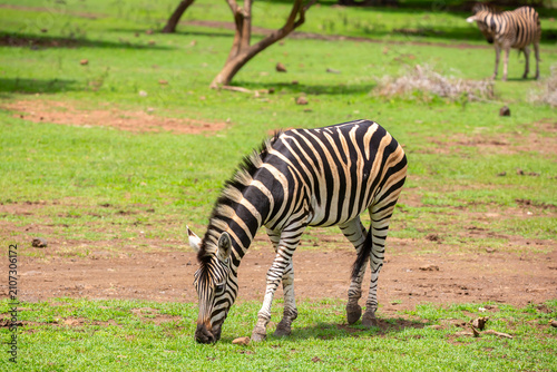 Canvas Print Zebras walking in a green meadow and eating grass
