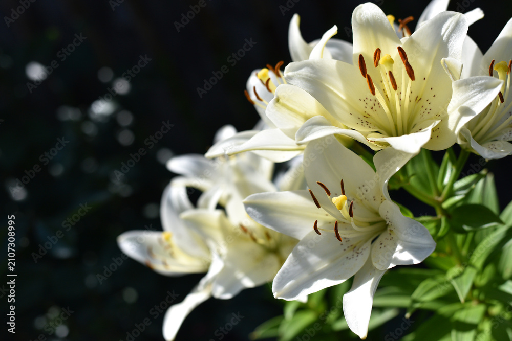 Fototapeta premium Lilium. cream-colored lily field. beautiful lily flower, close-up. delicate white lilies in the garden, in the flowerbed. floral background. natural background. summer garden. the beauty of nature