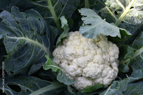 Cuadro en lienzo cauliflower close-up on an agricultural farm, cabbage cultivation