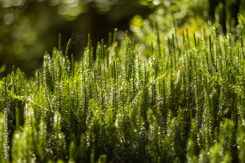 Fotografía Close-up of green dewy moss
