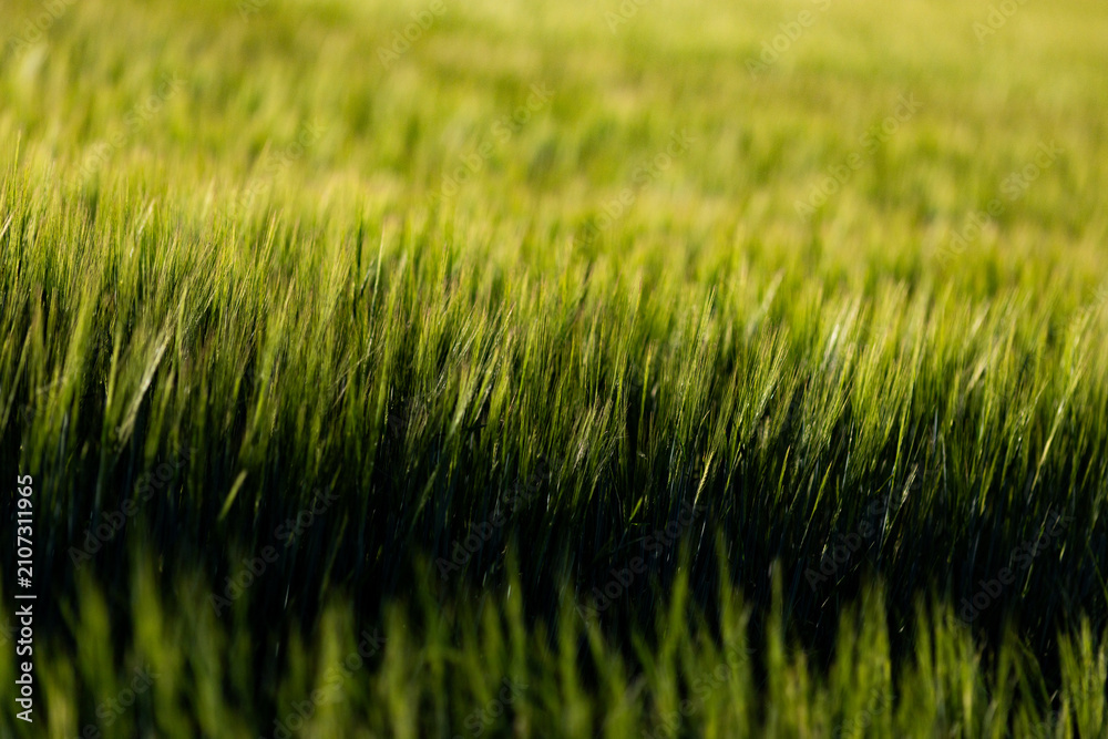 Obraz premium abstract background of green wheat
