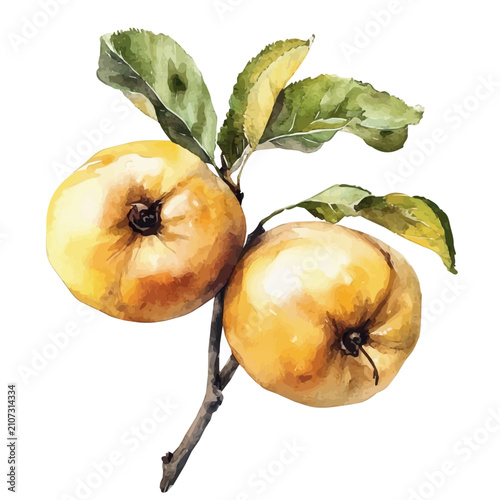 Medlar, delicate watercolor illustration vector with soft and elegant colors, isolated on a white background.