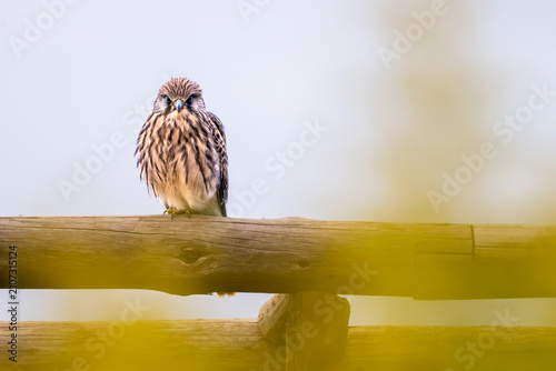 Wild kestrel sitting on a rustic wooden fence