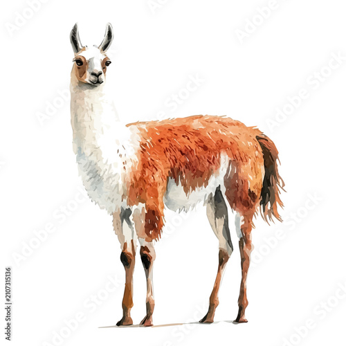 Cuadro en lienzo Llama, vibrant watercolor vector illustration with flowing and detailed brush strokes, isolated on a white background