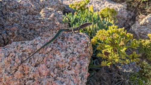a lizard on a rock in Sardinia