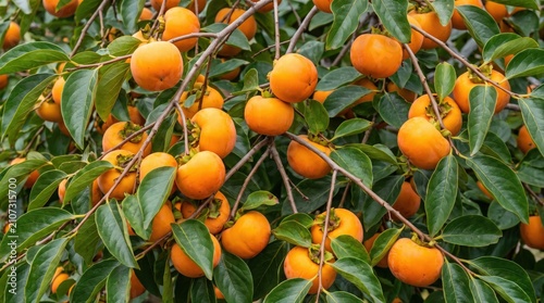 Close-up view of a lush persimmon tree branch, heavy with numerous ripe, round, orange fruits hanging among dark green, glossy, oval-shaped leaves in an orchard setting