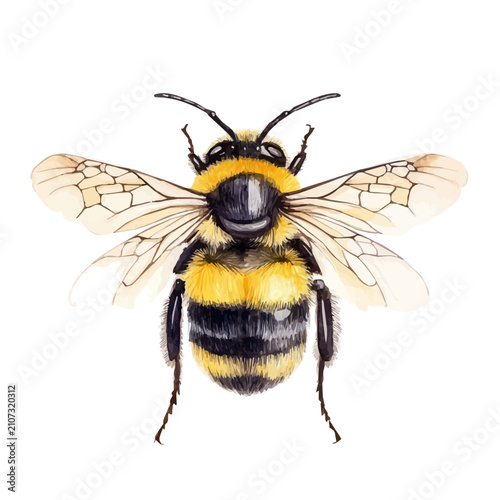 watercolor of Bumblebee graphic, isolated on a white background.