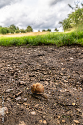 Snail crawling on a dirt path in nature