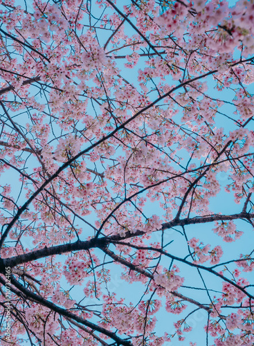 Bild auf Leinwand cherry blossom in spring