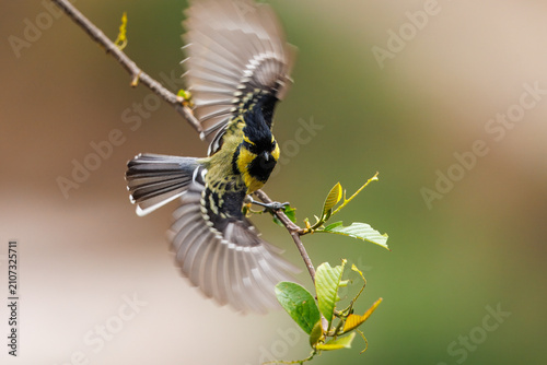 Himalayan black-lored tit taking off from a branch