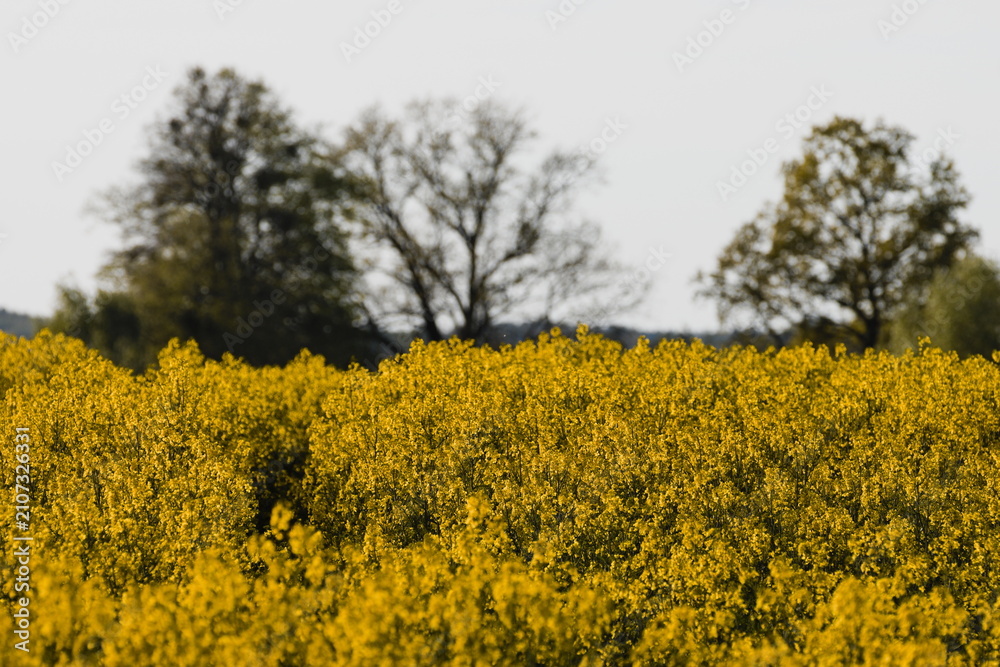 Obraz premium rape field with blue sky