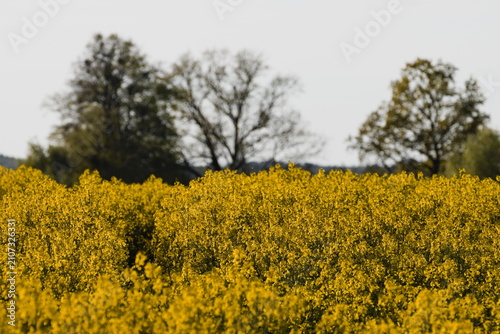 Konstfotografi rape field with blue sky