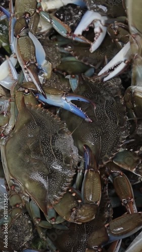 Freshly caught live blue crabs moving in a bucket
