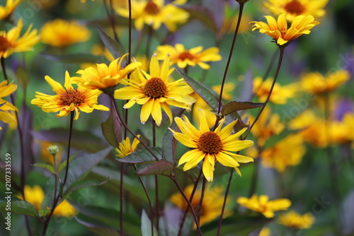 Heliopsis helianthoides. Tuscan Sun False Sunflower. Close up.