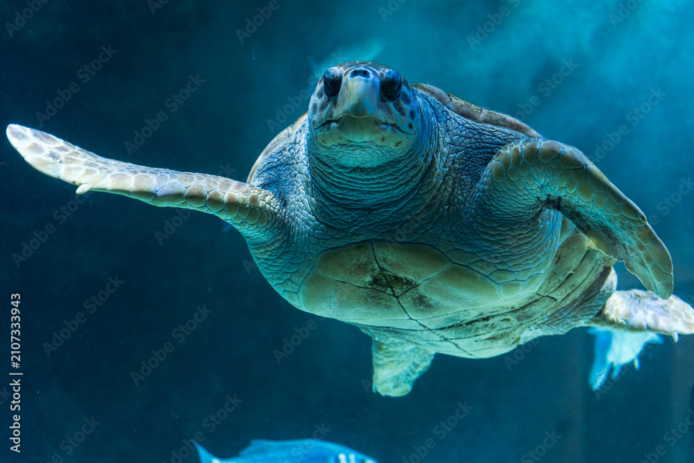 Obraz premium Green Sea Turtle Swimming Underwater in Blue Aquarium