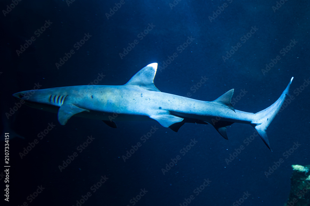 Fototapeta premium Bull Shark, Close-up of a bull shark (Carcharhinus leucas) swimming through deep blue aquarium water. Powerful marine predator captured in motion with detailed body shape and natural underwater lighti
