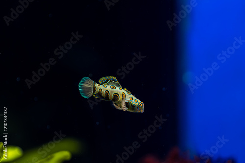 Photography Mandarin dragonet swimming in a marine aquarium