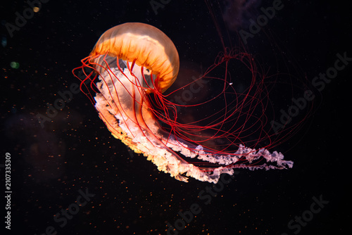 Glowing Jellyfish
